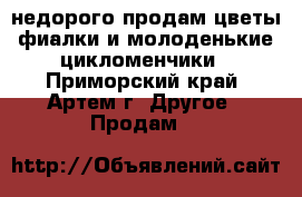 недорого продам цветы фиалки и молоденькие цикломенчики - Приморский край, Артем г. Другое » Продам   